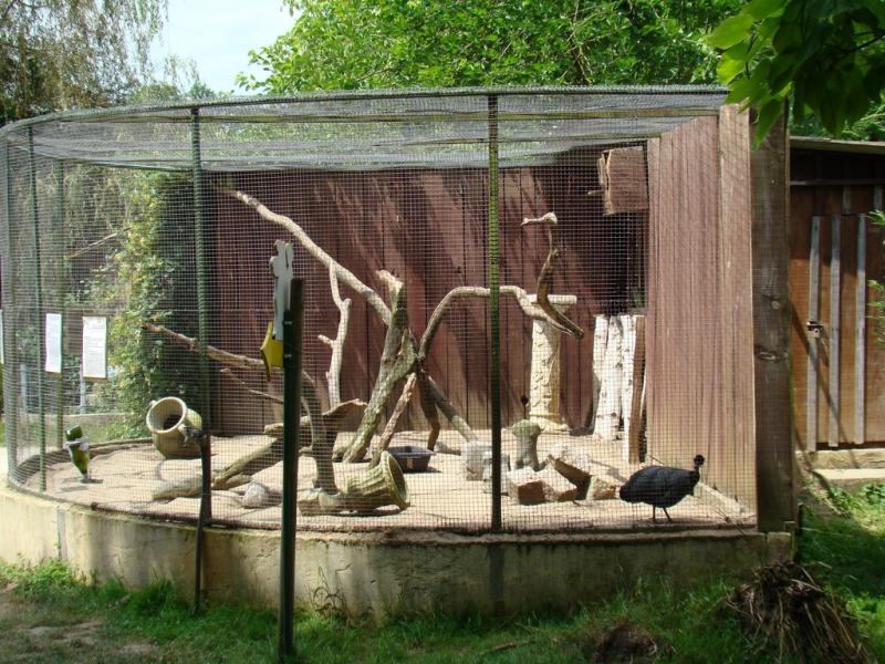 Pintade de Pucheran - 2008