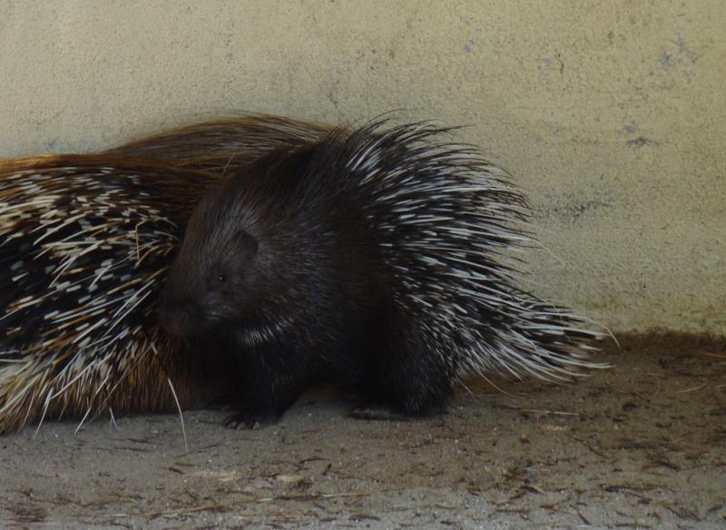 Porc-épic à crête - 2008