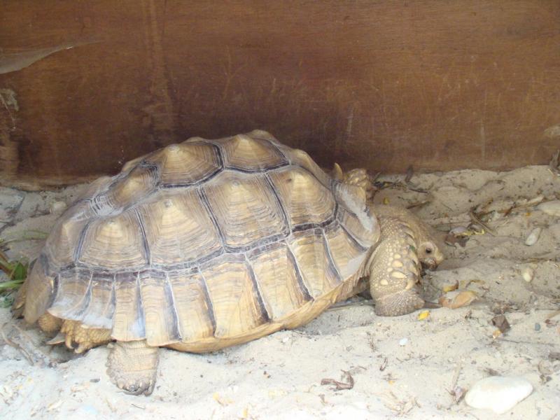 Tortue sillonée - 2008