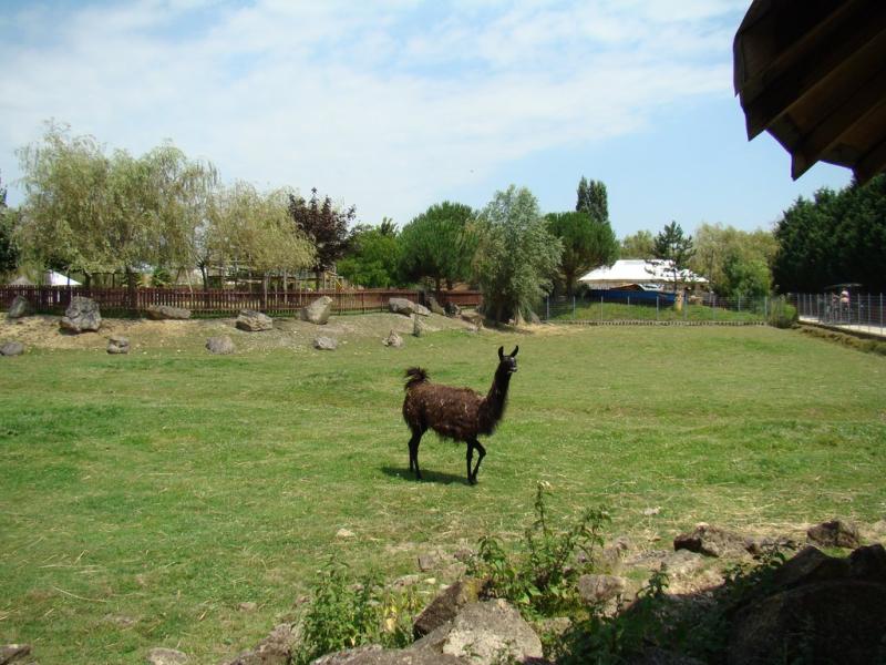 Lama - 2008
