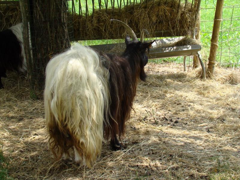 Chèvre à col noir du Valais - 2008