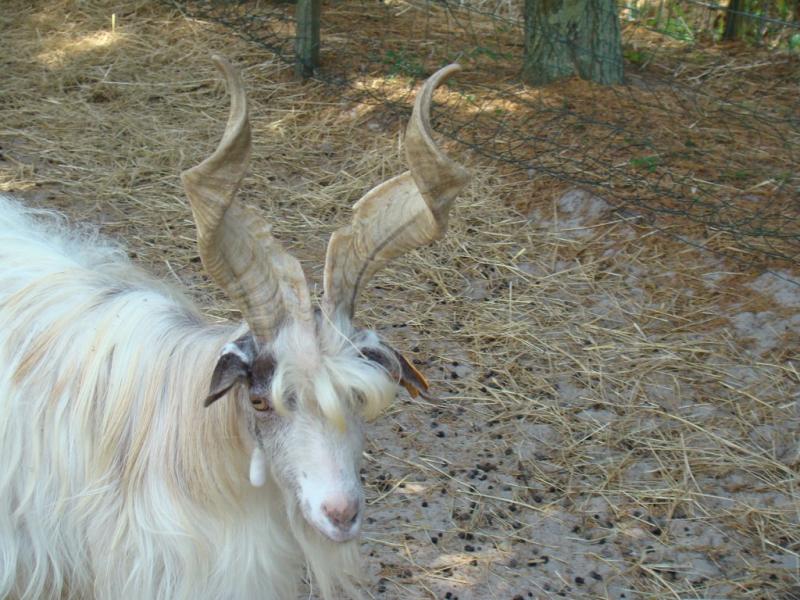 Chèvre Girgentana - 2008