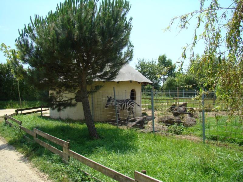 Zèbre - 2008