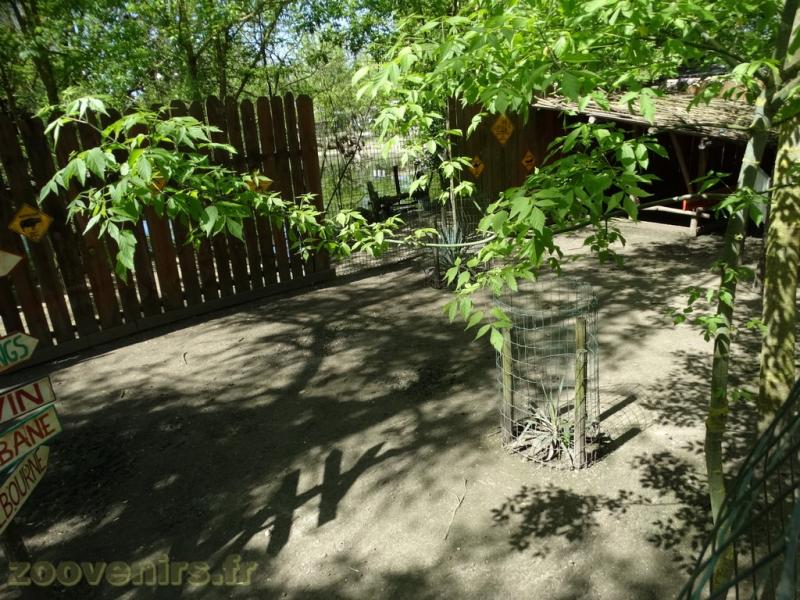 Wallaby de Bennett - 2018