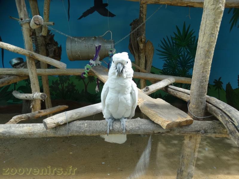 Cacatoès alba - 2018