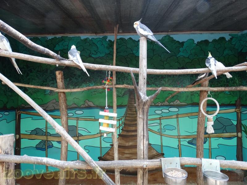 Perruche Calopsitte - 2018