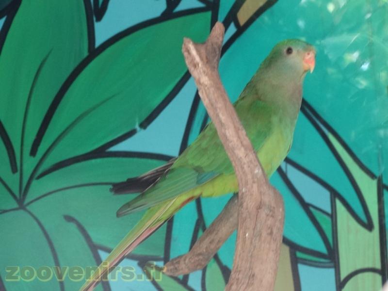 Perruche mélanure - 2018