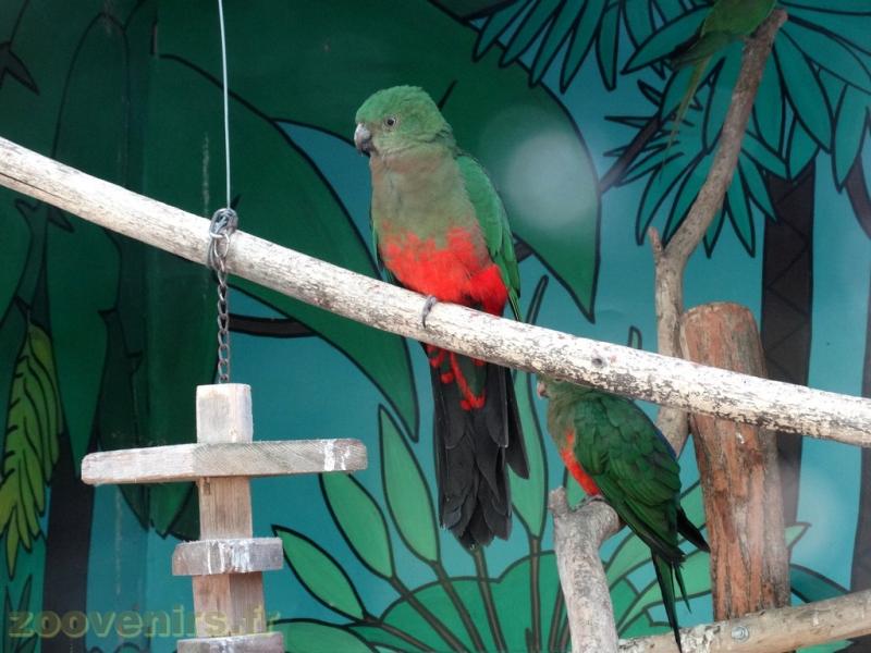 Perruche royale - 2018