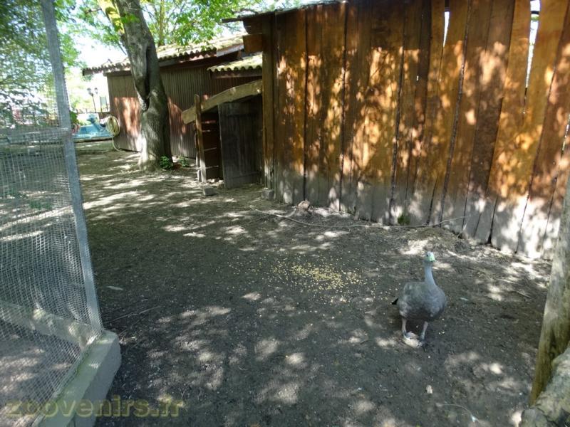 Céréopse cendré - 2018