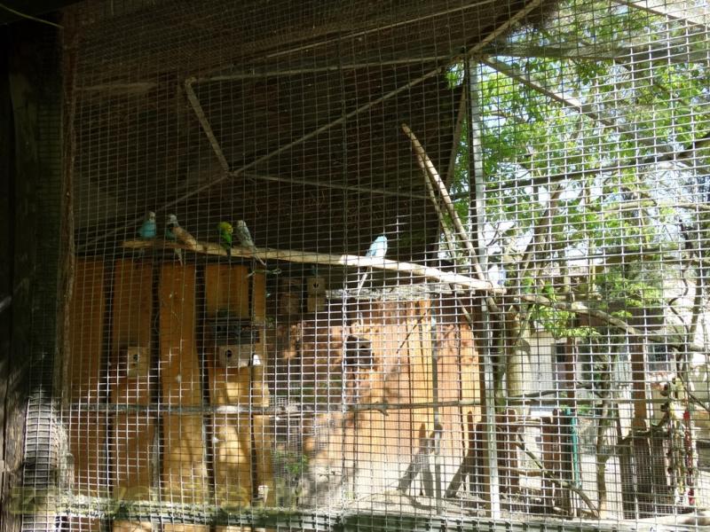 Perruche ondulée - 2018