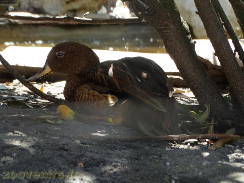 Bernache à crinière - 2018