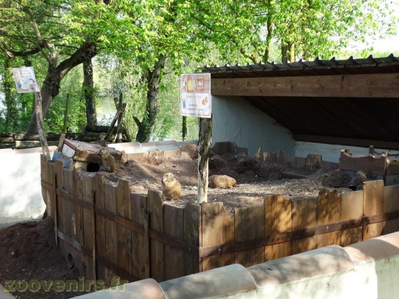 Chien de prairie - 2018