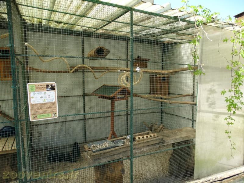 Écureuil du Japon - 2018