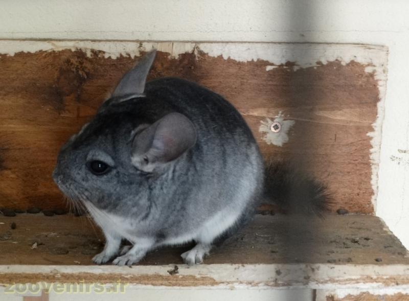 Chinchilla - 2018