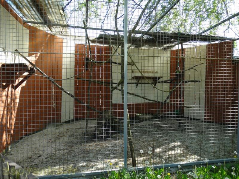 Maki de Mayotte - 2018