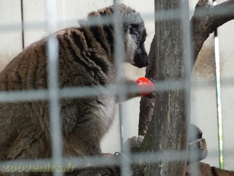 Maki de Mayotte - 2018