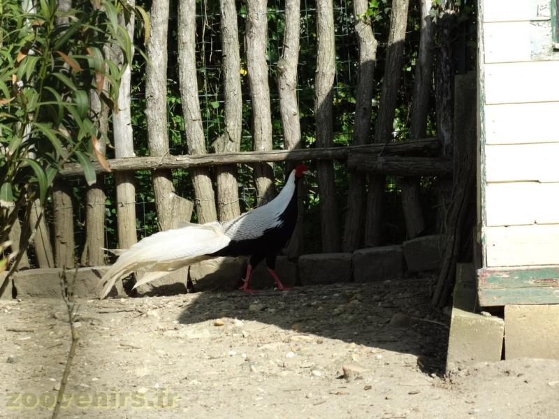 Faisan argenté - 2018