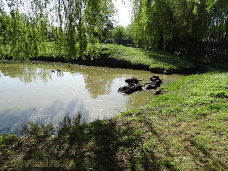 Buffle indien - 2018