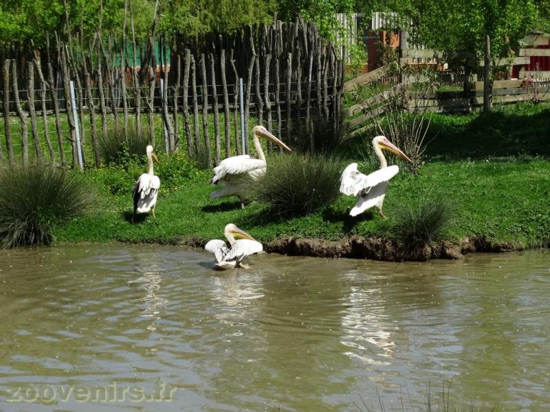 Pélican blanc - 2018