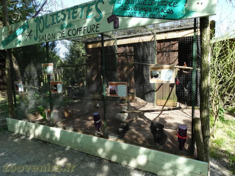 Poules d'ornement - 2018