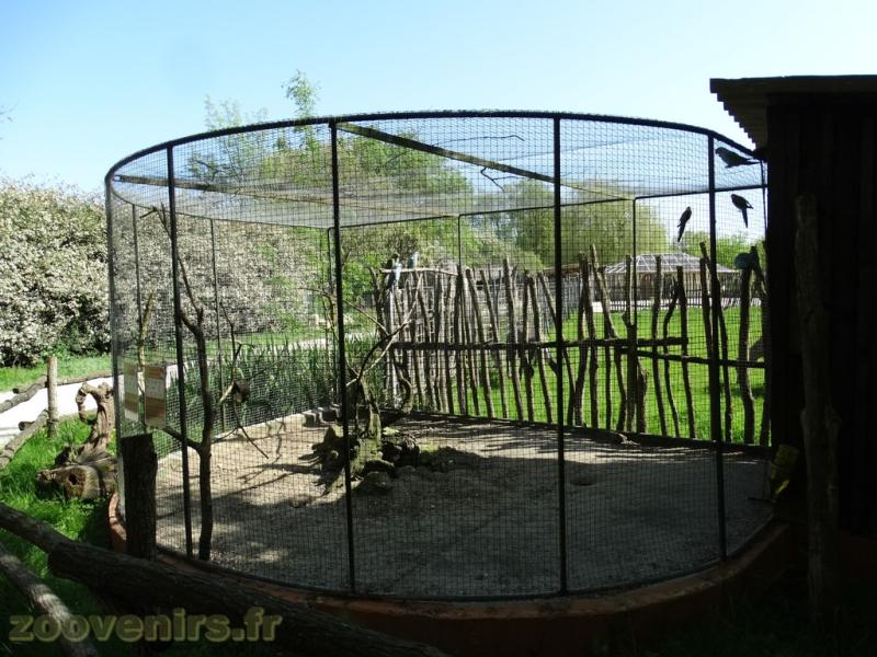 Perruche à collier - 2018