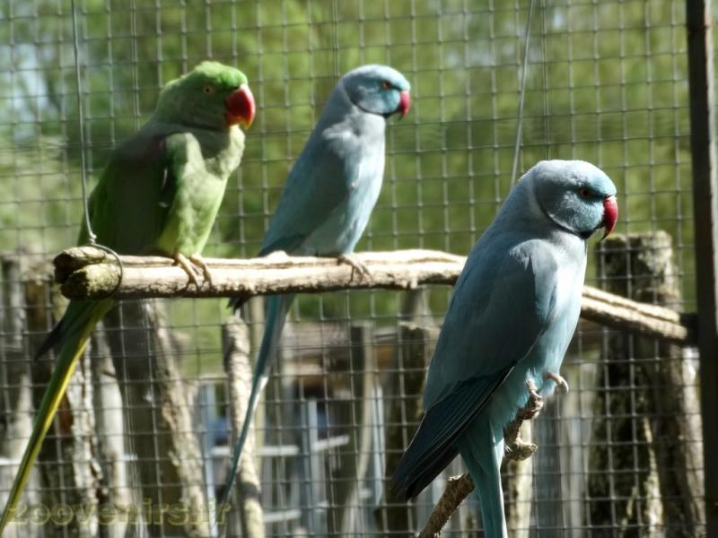 Perruche à collier - 2018