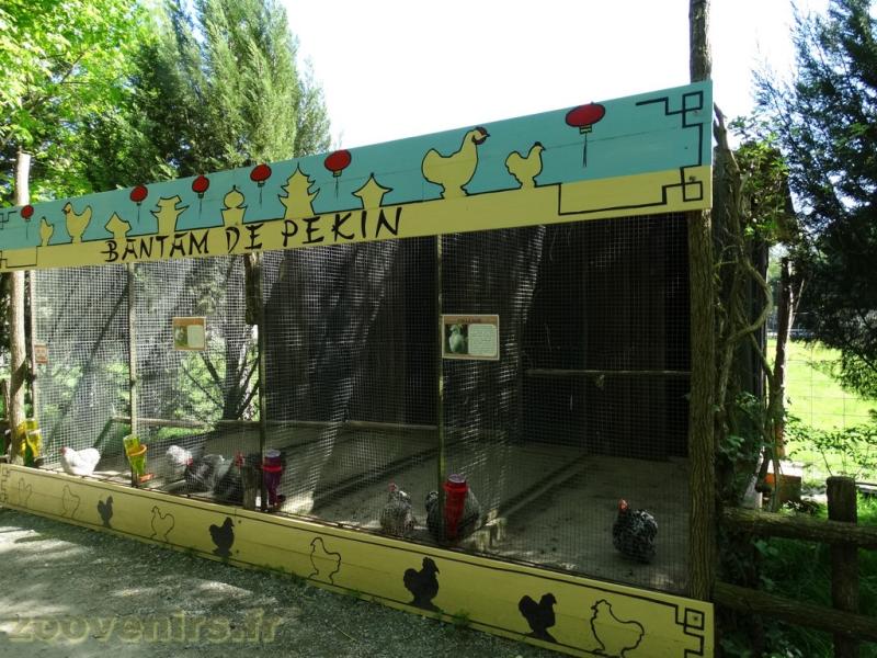 Bantan de Pékin - 2018