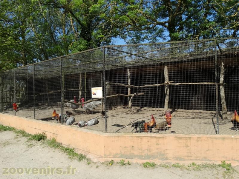 Volaille de collection - 2018