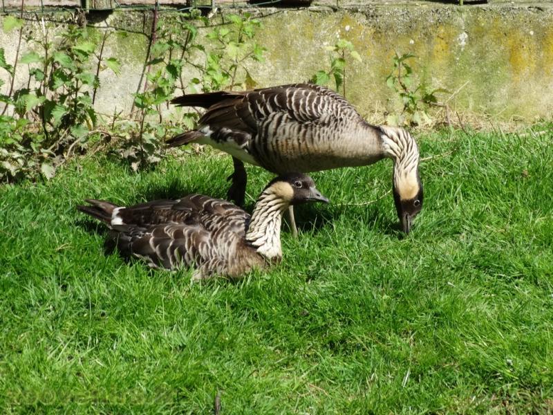 Bernache d'Hawaïï - 2018