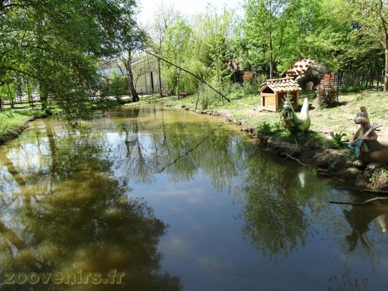 Cygne tuberculé - 2018