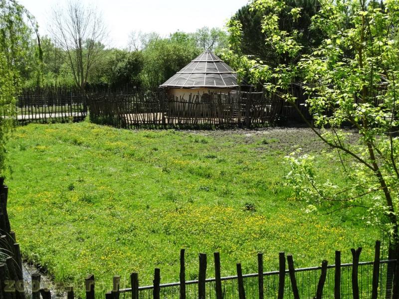 Lama - Nandou - 2018