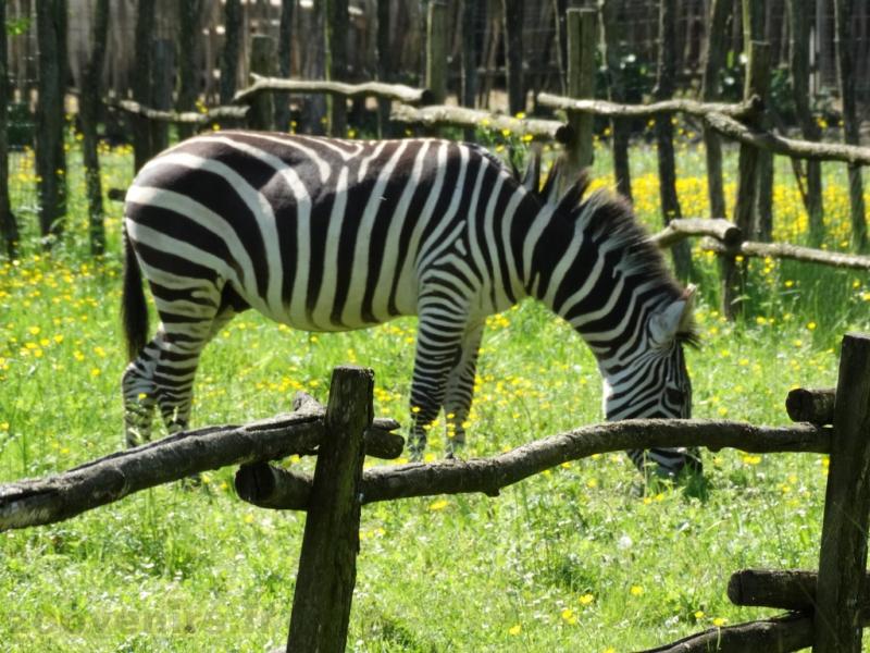 Zèbre de Grant - 2018