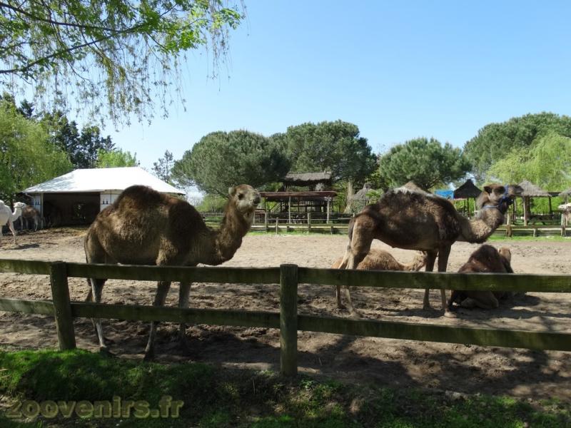 Dromadaire - 2018