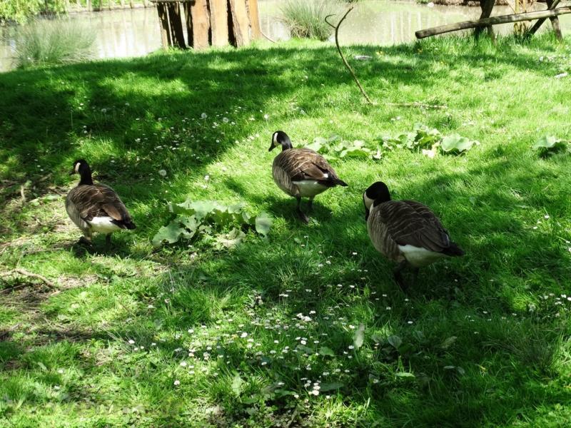 Bernache du Canada - 2018