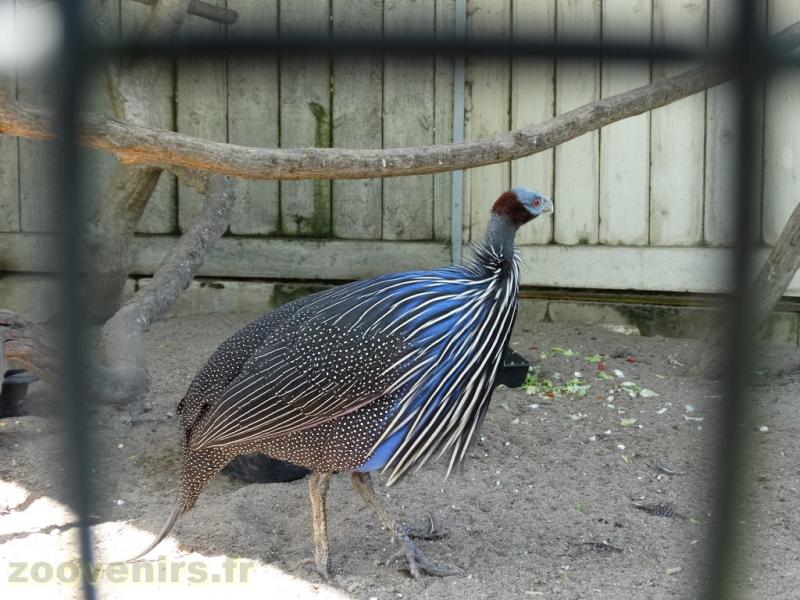 Pintade vulturine - 2018