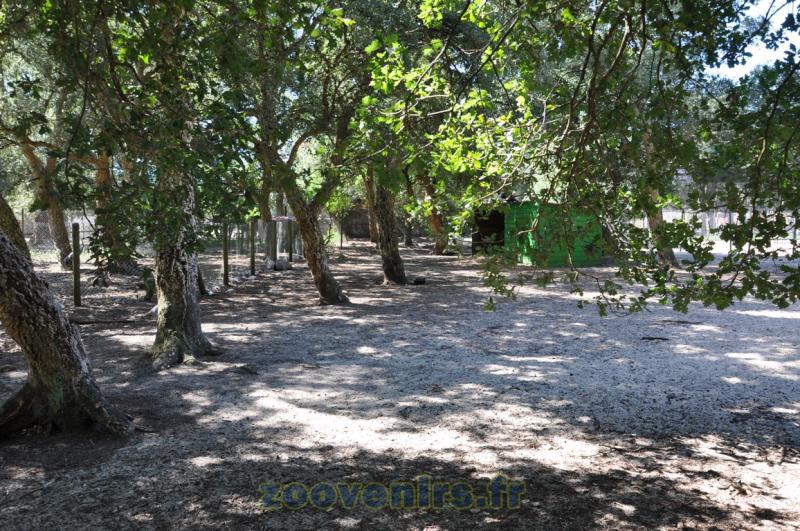 Mara - Nandou - 2015