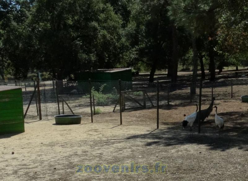 Grue de Sibérie - 2015