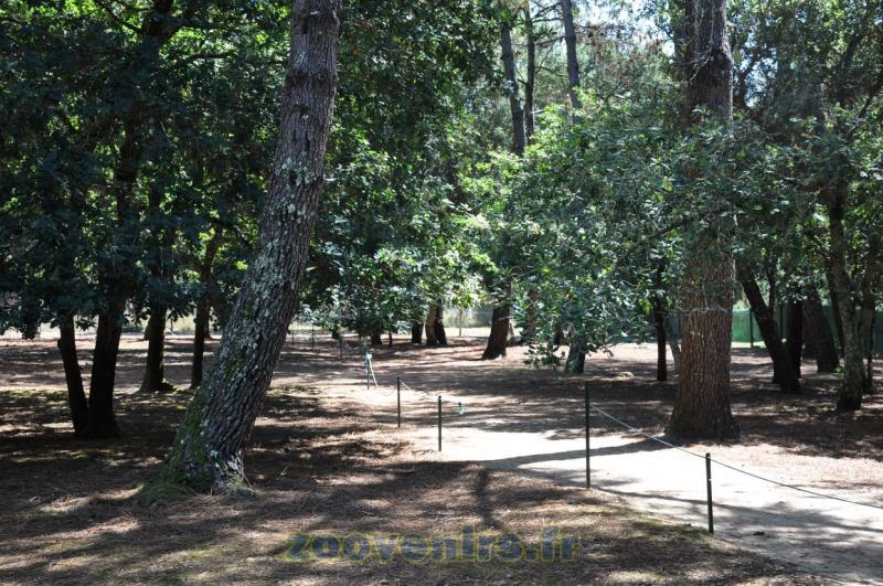 Wallaby de Bennett - 2015