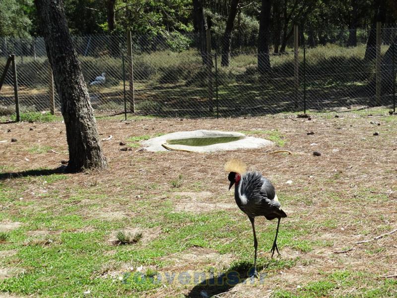 Grue couronnée - 2015