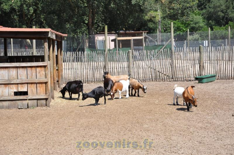 Chèvre naine - 2015