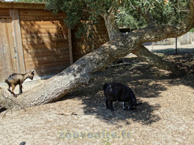 Chèvre naine - 2015