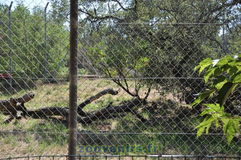 Serval - Porc-épic - 2015