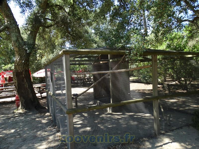 Amazone d'Hispaniola - Pione  tête bleu - 2015