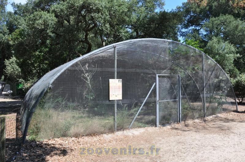 Chouette Effraie - 2015