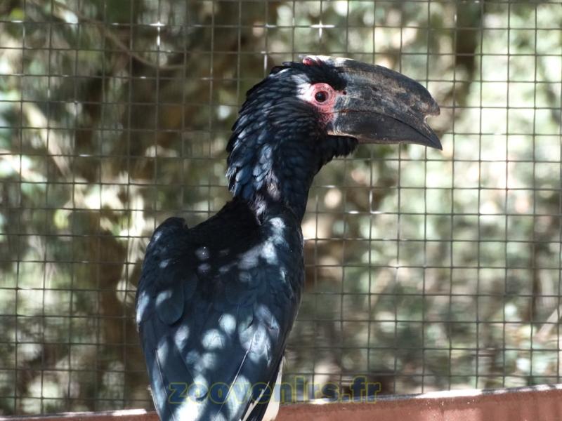 Calao trompette - 2015