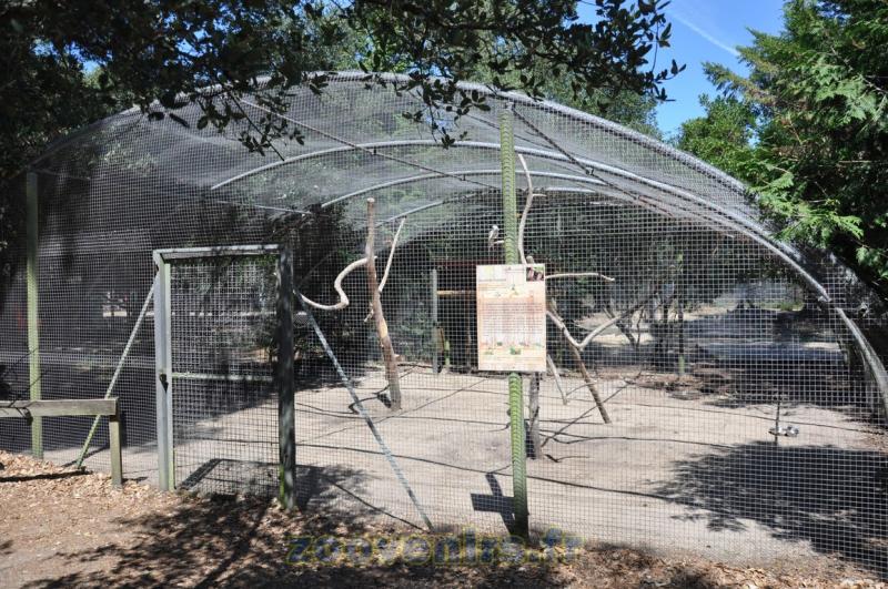 Cacatoés rosalbin  - Gris du Gabon - 2015