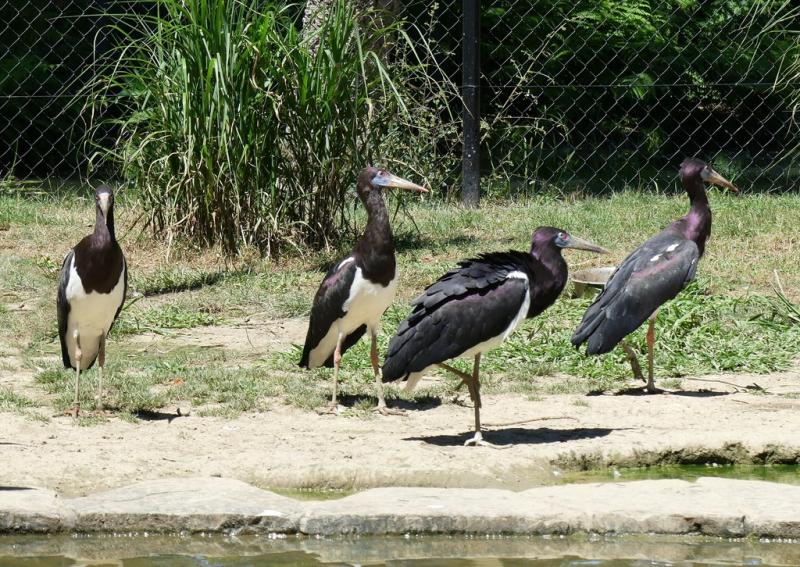 Cigogne d'Abdim - 2019