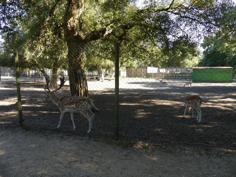 Daim moucheté - 2019