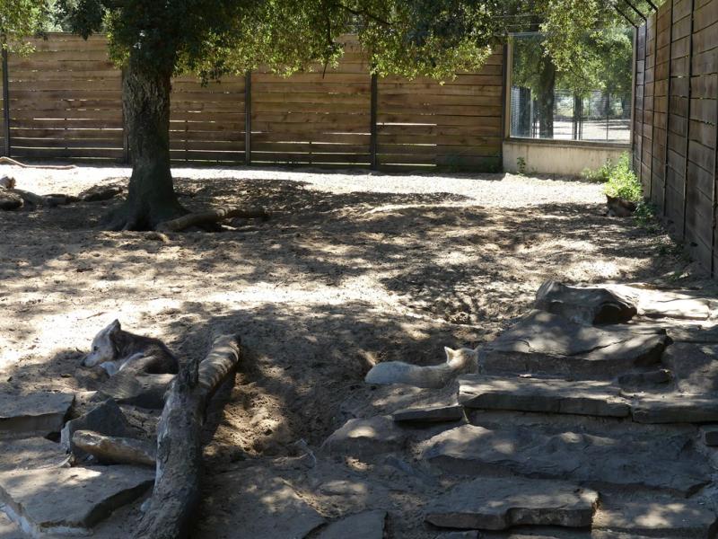 Loup du Canada - 2019