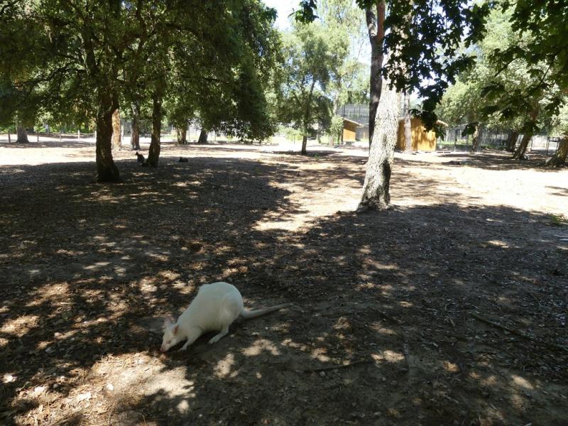 Wallaby de Bennett - 2019